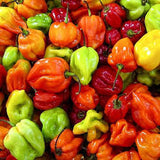Scotch Bonnet Small Box