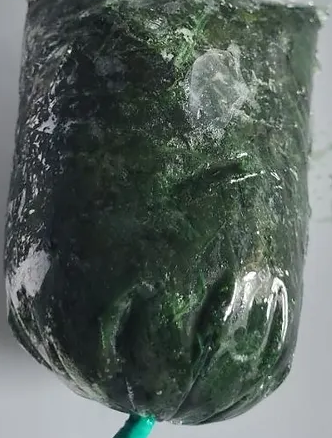 BITTER LEAVES 50 X 500G