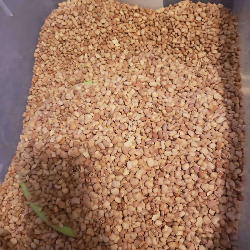 Oloyin (Honey) Beans 50lb BAG