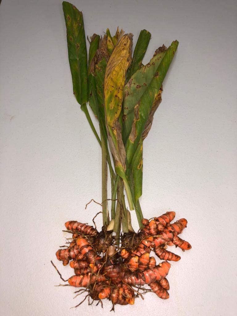 Fresh dried turmeric 1 Lb