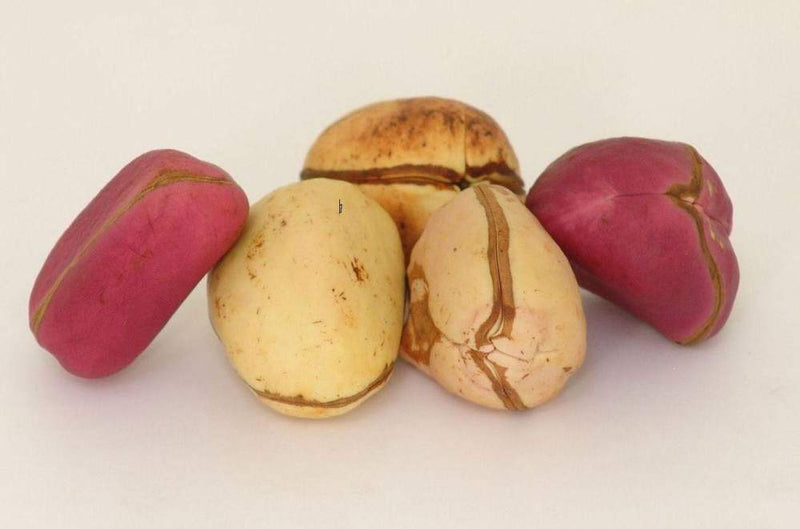 Kola Nuts 0.5 Lbs